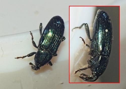 Aulacobaris coerulescens